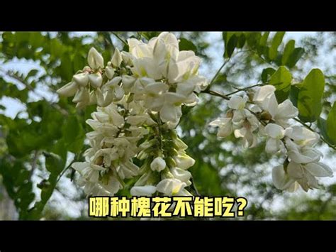 楊槐樹花|植物篇：開花的種類（ 楊槐樹花 （豆科 槐樹花屬植物））